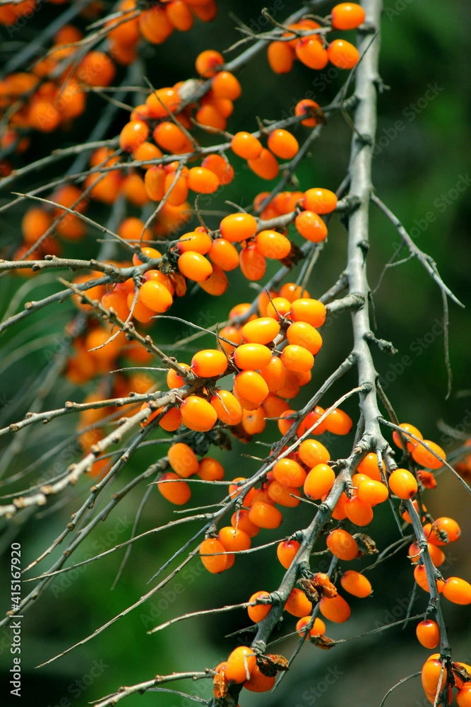 Shop Ninth Wave Dawn Patrol – mineral sunscreen powered by Sea Buckthorn, Bladderwrack Extract, and Niacinamide to hydrate, calm, and protect sun-exposed skin.
