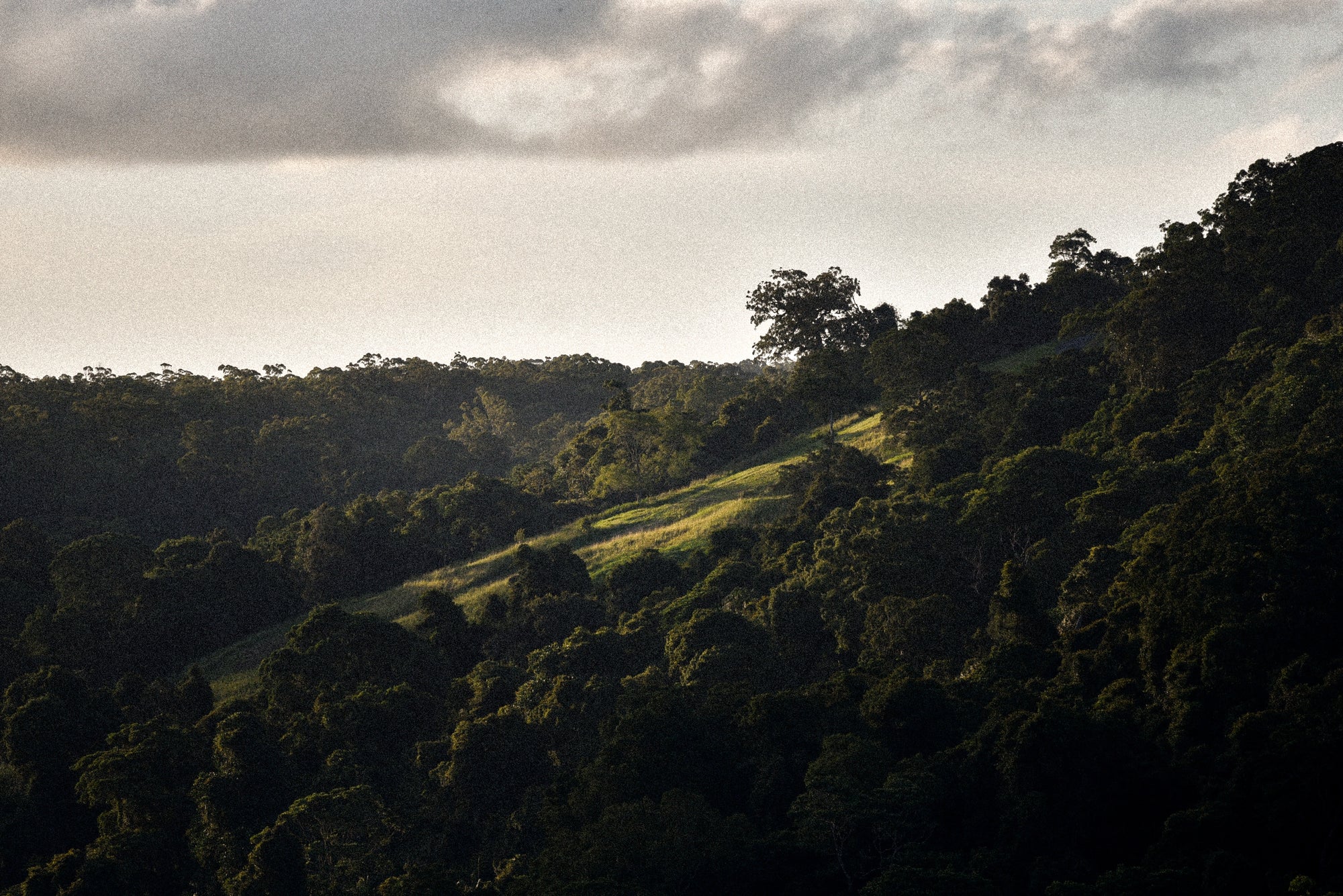 Lush green forest symbolising the botanical and marine ingredients behind Ninth Wave skincare