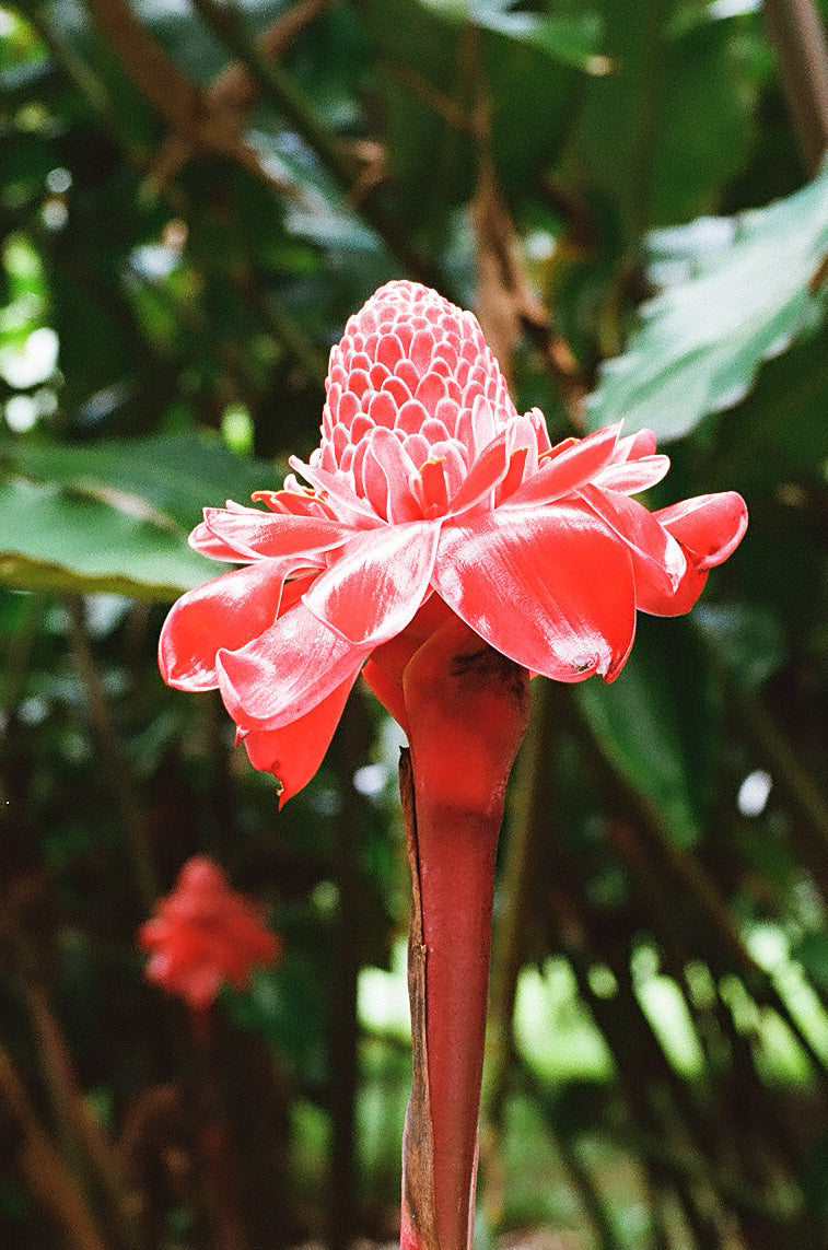 Close-up of native flower representing natural Australian botanical ingredients