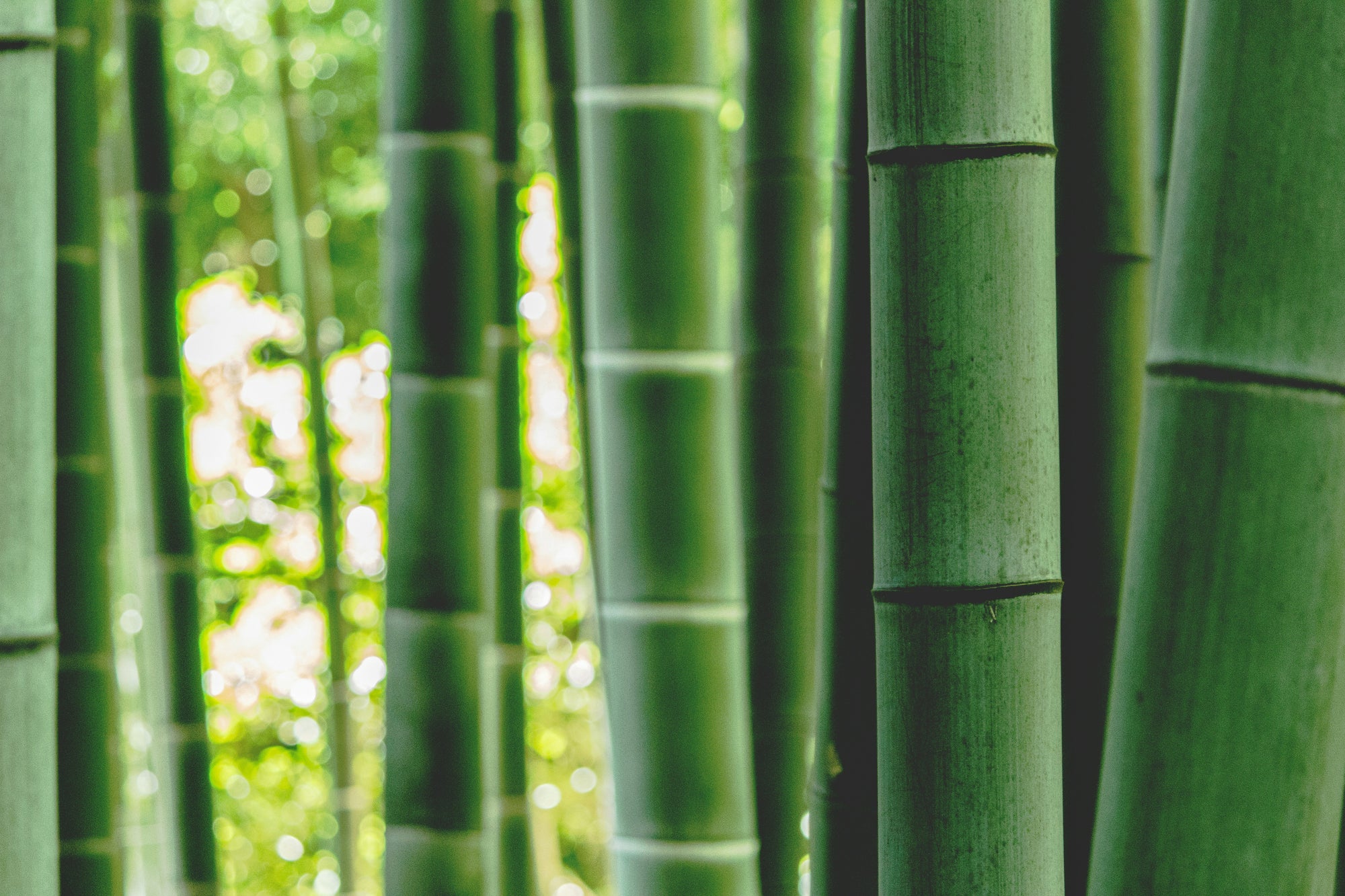 Bamboo canes used to highlight natural bamboo ingredients in Ninth Wave skincare