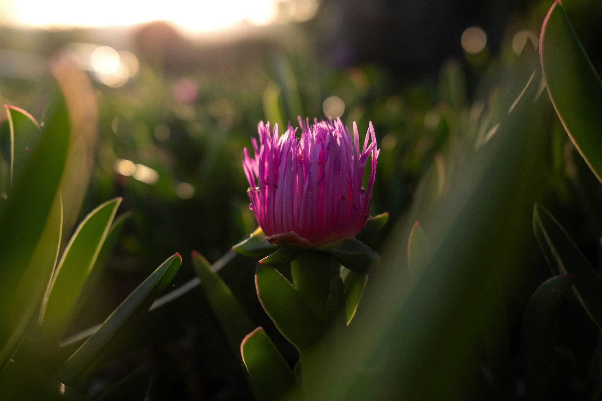 Clean, ocean-derived ingredients in Ninth Wave Skin Co skincare – natural botanicals and marine extracts